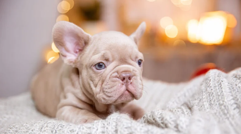 Dry Nose in French Bulldogs