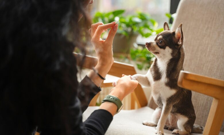 CBD for Pets