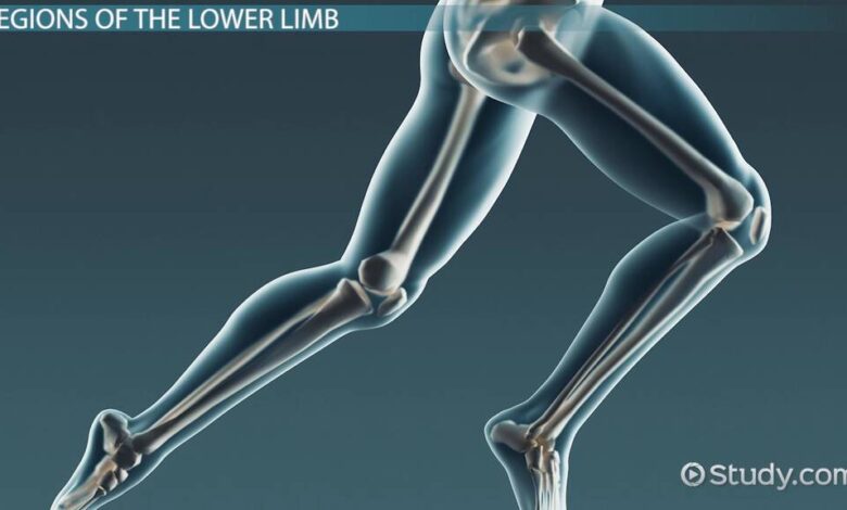 Lower Limbs