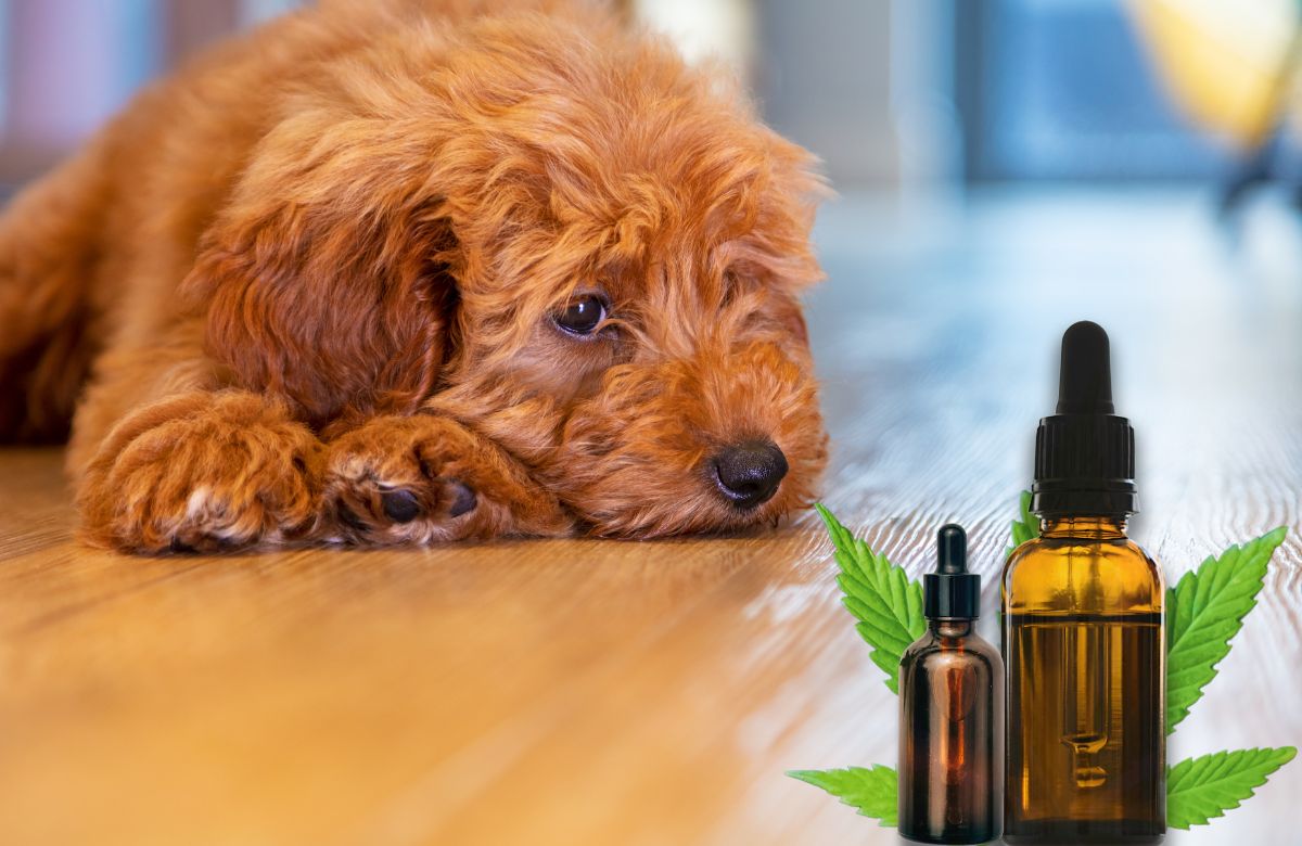 tips-for-helping-dogs-suffering-from-separation-anxiety-with-cbd