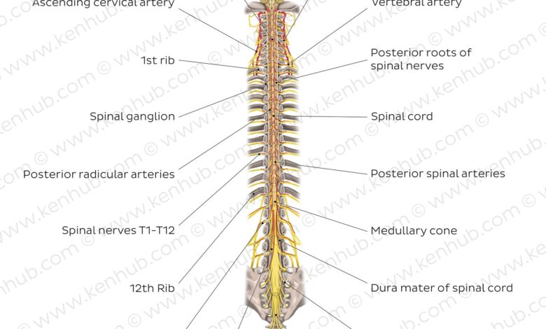 Spinal Cord