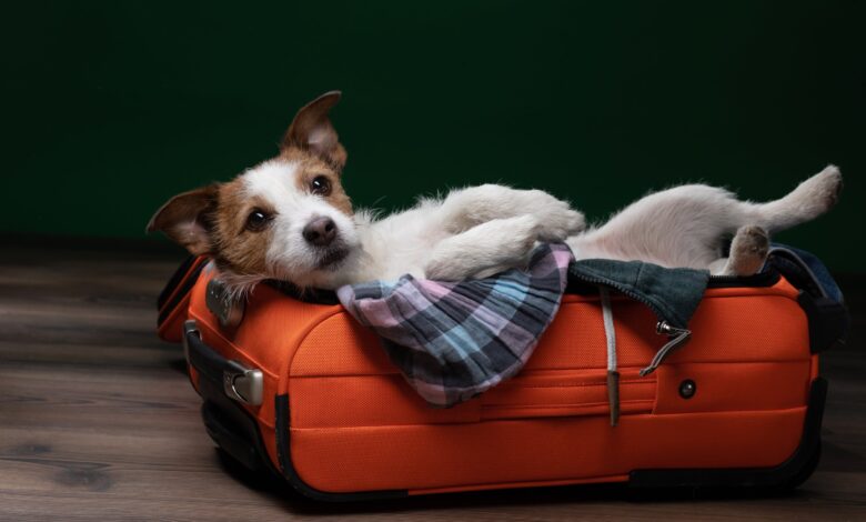 Traveling with Pets