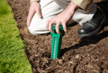 Termite Control Without Toxins: Can You Go Green and Still Win?