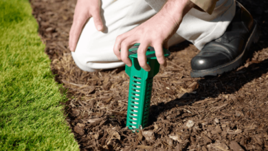 Termite Control Without Toxins: Can You Go Green and Still Win?