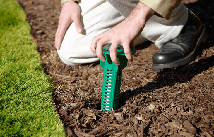 Termite Control Without Toxins: Can You Go Green and Still Win?