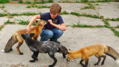 How to Tame a Silver Fox