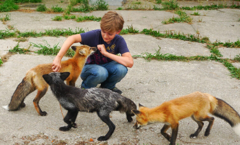 How to Tame a Silver Fox
