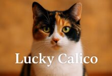 Lucky Calico