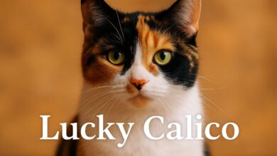 Lucky Calico